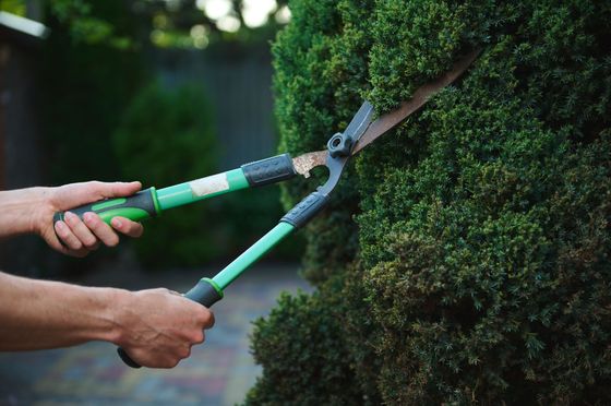 Des mains utilisent un taille-haie vert pour tailler soigneusement une haie dans un jardin.