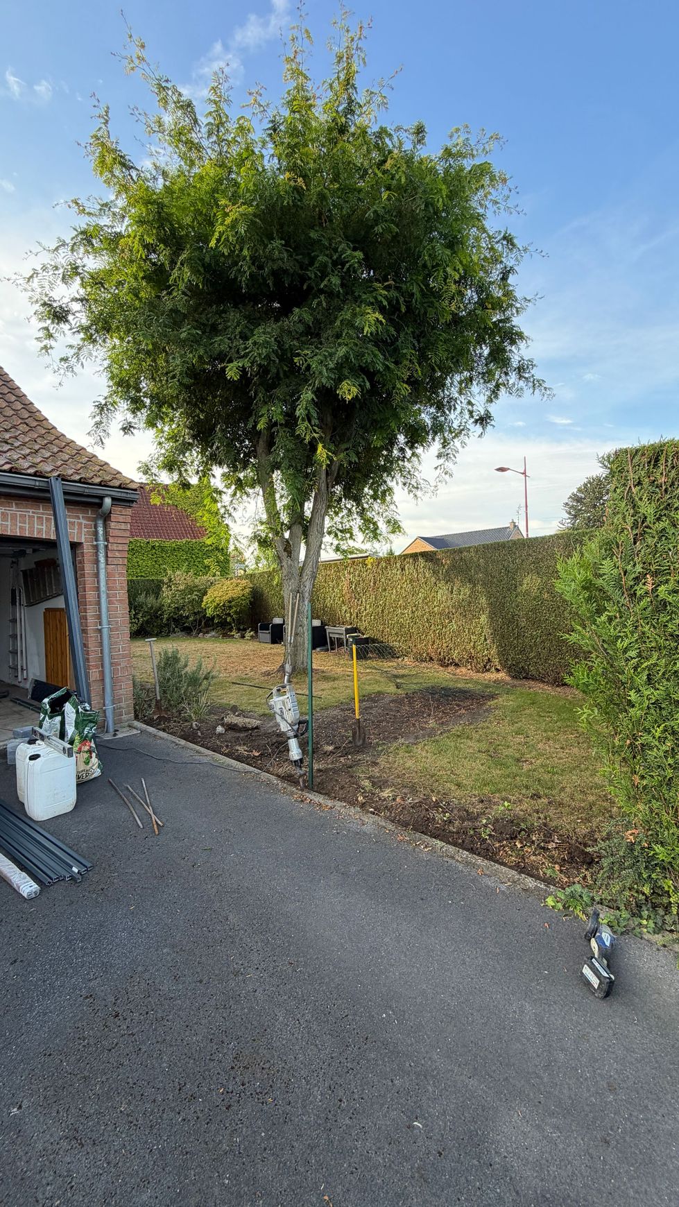 Arbre feuillu dans une allée à côté d'une maison, avec un ciel bleu et une haie de jardin en arrière-plan.