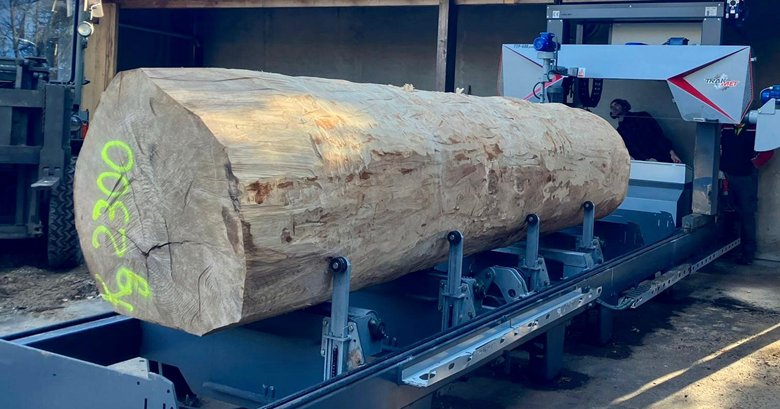 tronco di legno - Nesurini Daniele Lavori Forestali e Segheria