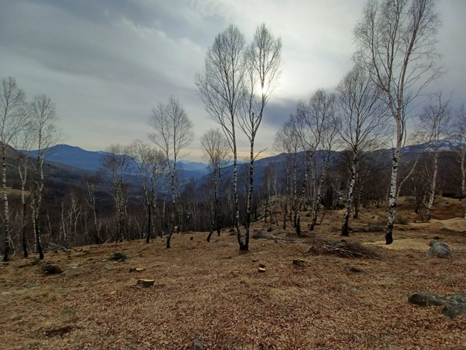 alberi spogli - Nesurini Daniele Lavori Forestali e Segheria