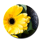 nos pompes funèbres