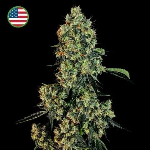 Cogollo de cannabis con hojas verdes y una bandera estadounidense en la esquina sobre fondo negro.