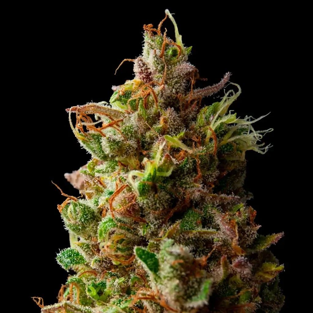 Primer plano de un cogollo de cannabis con tonalidades verdes, naranjas y moradas sobre un fondo negro.