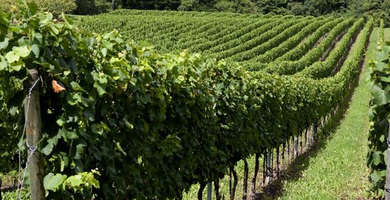 Les Vignerons du Toulois à Mont-le-Vignoble - Vente directe de vins