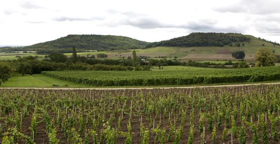 Les Vignerons du Toulois est producteur récoltant de vins