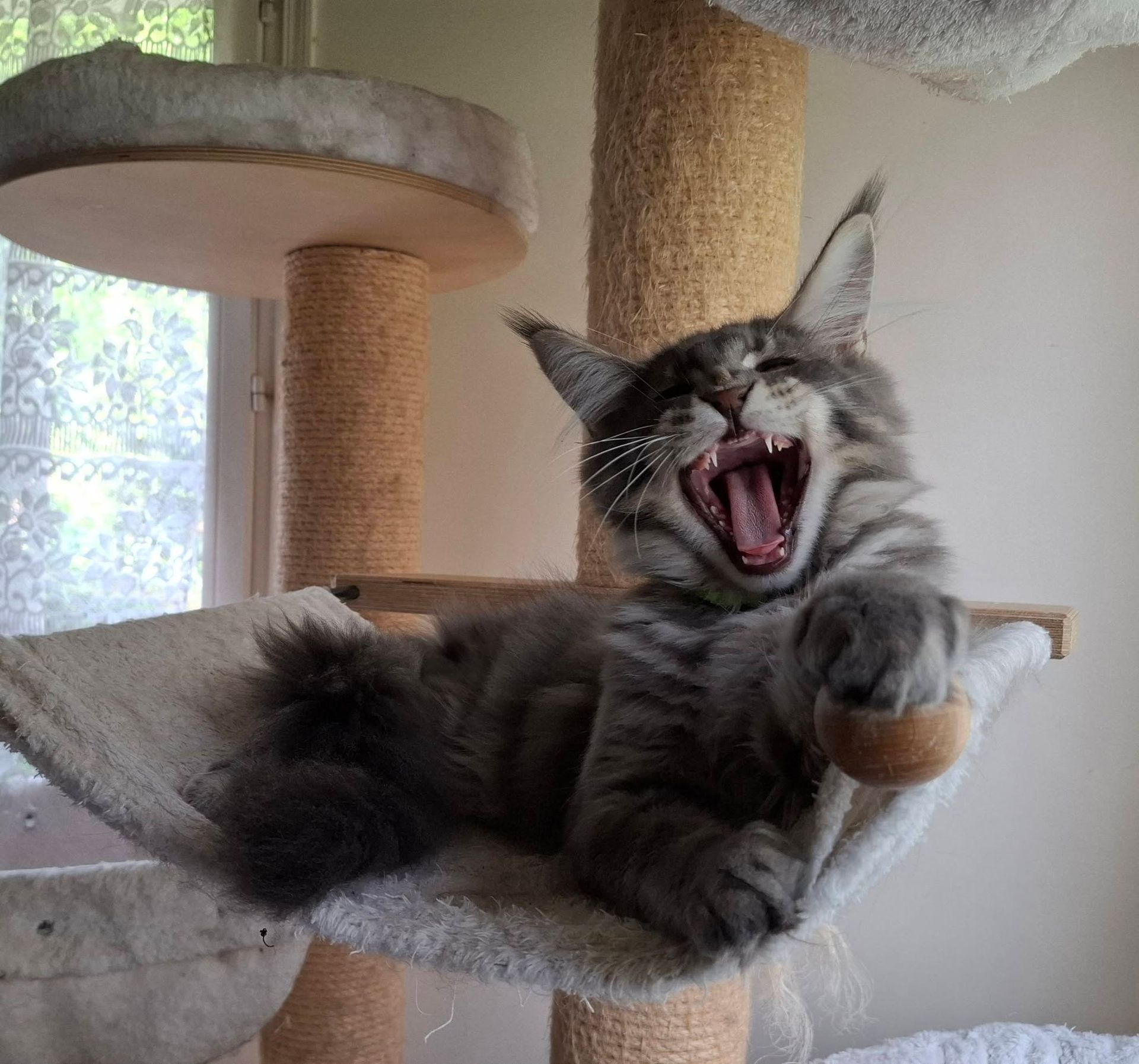 Chat tigré bâillant, allongé sur un arbre à chat, la bouche grande ouverte.