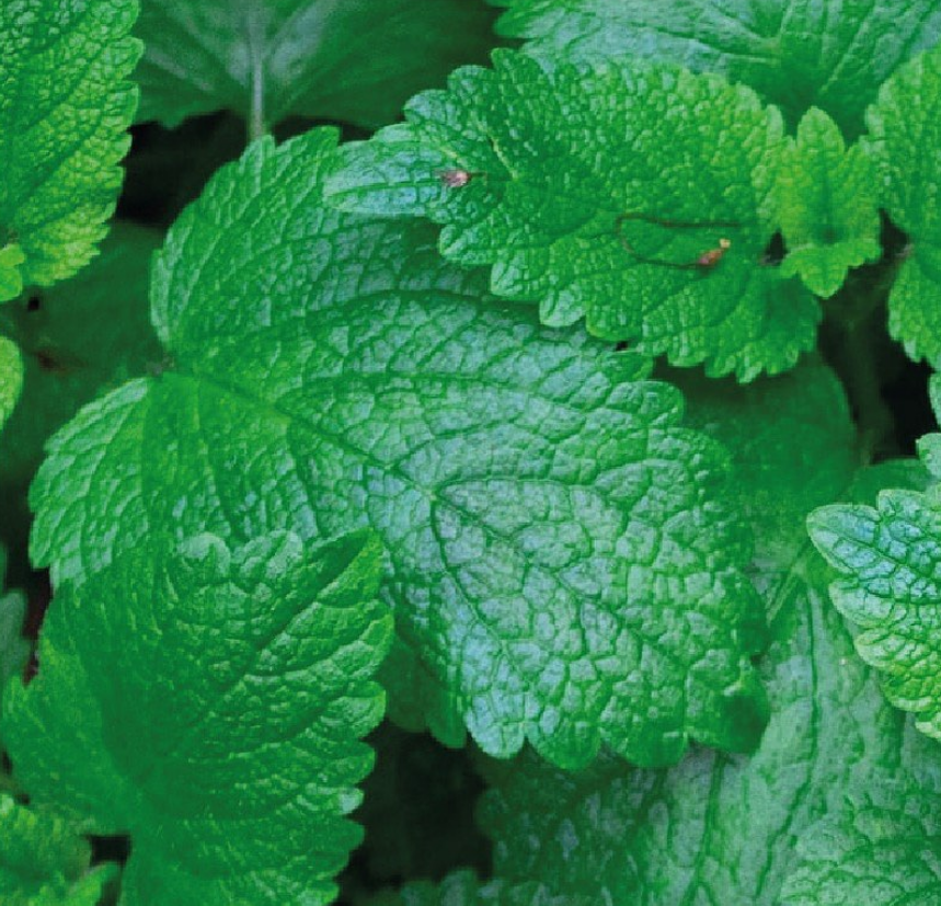 Primer plano de hojas de melisa de color verde vibrante y texturizadas.