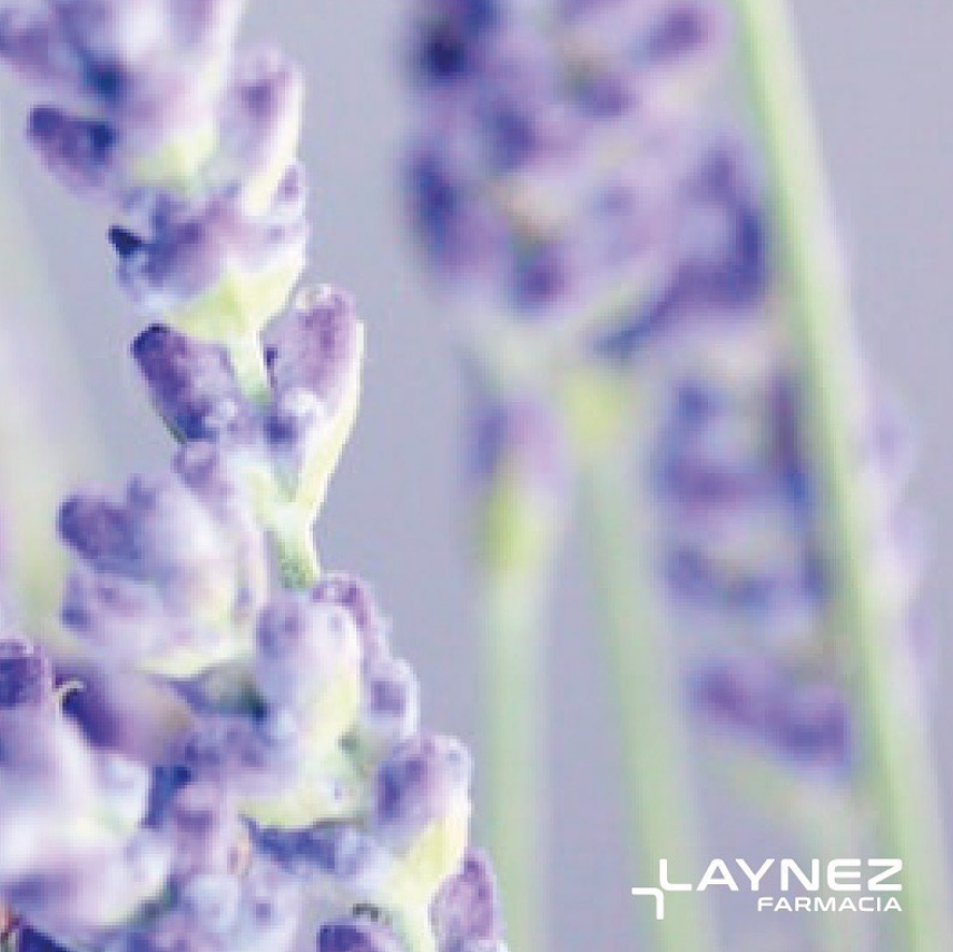 Primer plano de flores de lavanda, de color morado y verde con fondo borroso.