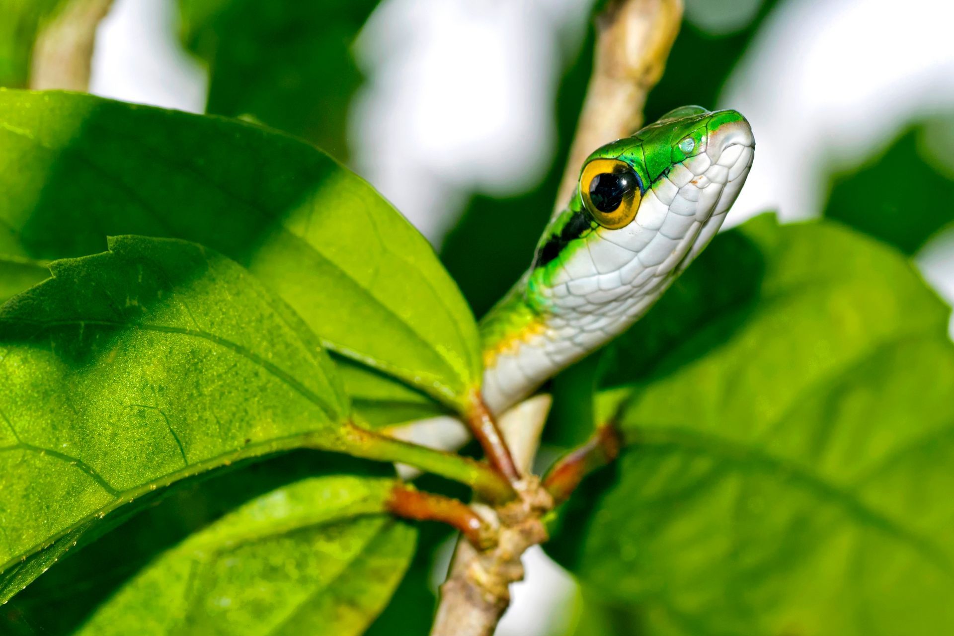 Una serpiente verde y blanca está sentada sobre una hoja verde.