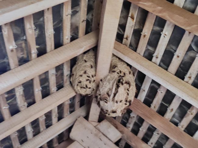Deux nids de frelons perchés ensemble sous un toit en bois.