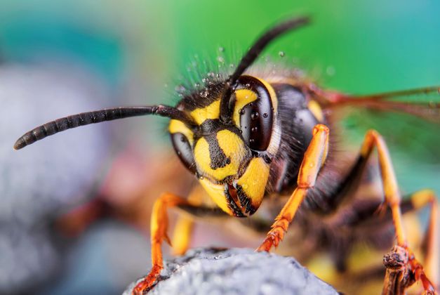 Gros plan d'une guêpe jaune et noire posée sur une surface grise, avec un fond vert flou.