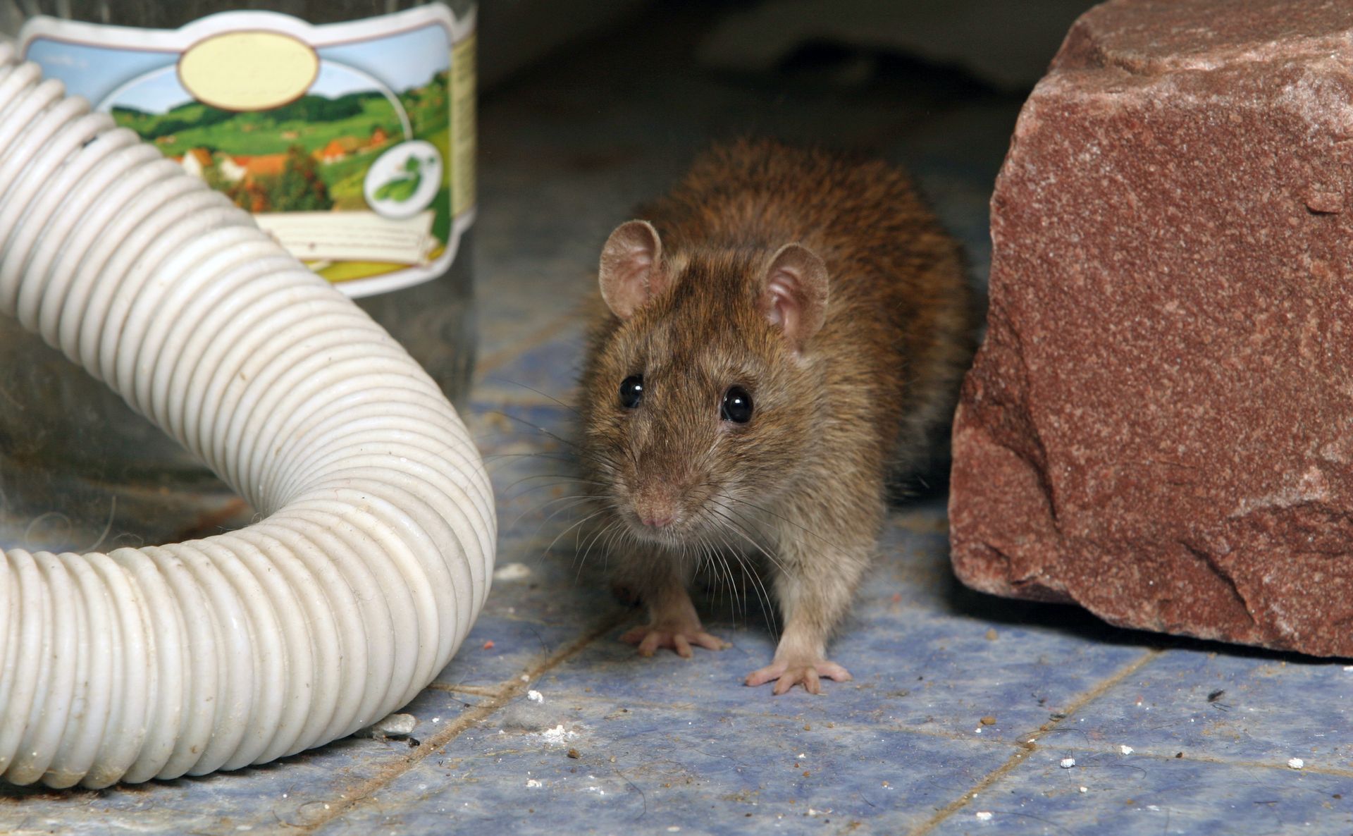 Un rat brun sur un sol carrelé à côté d'une brique rouge, avec un tuyau d'arrosage blanc et un récipient en arrière-plan.