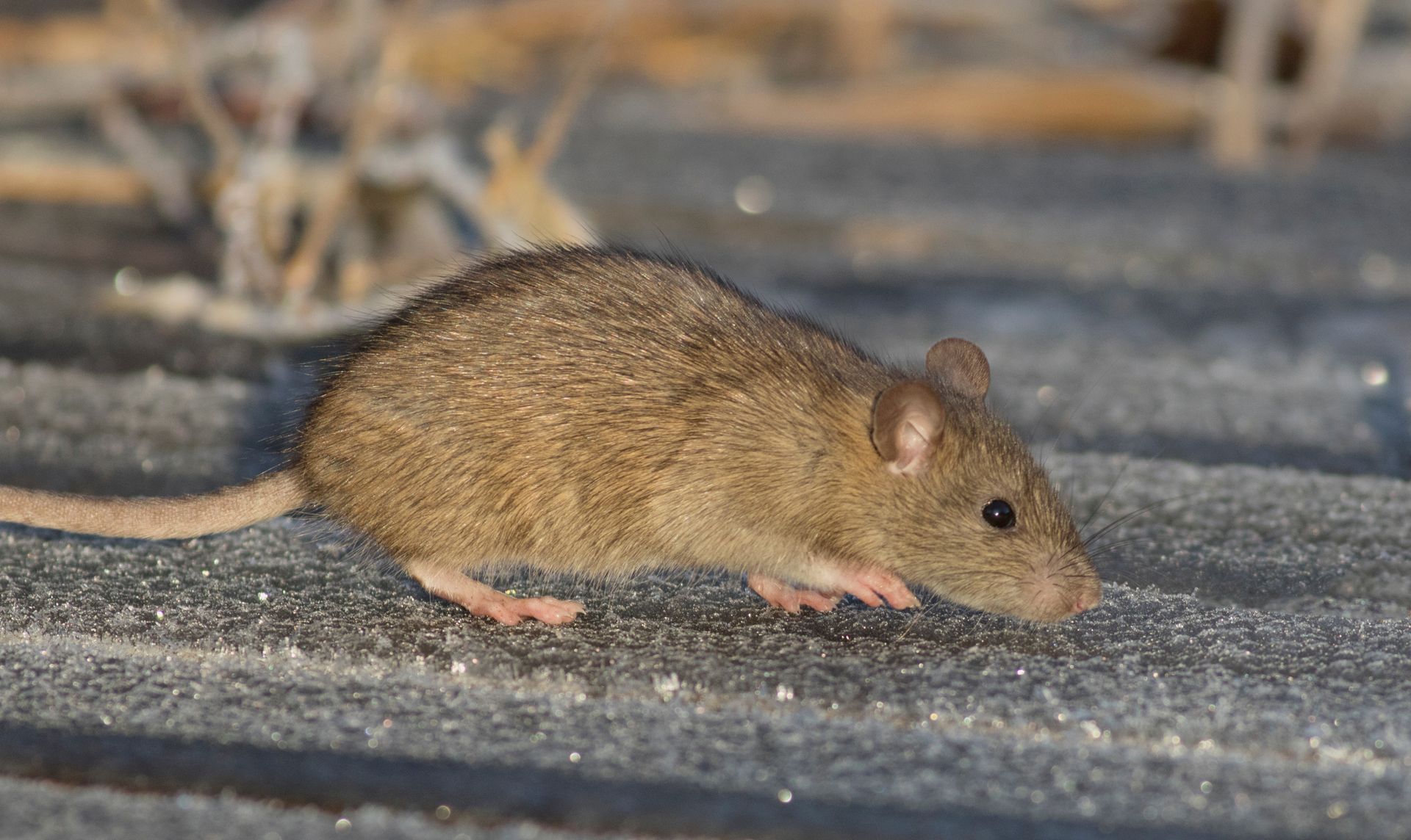 Petite souris brune reniflant sur une surface grise.