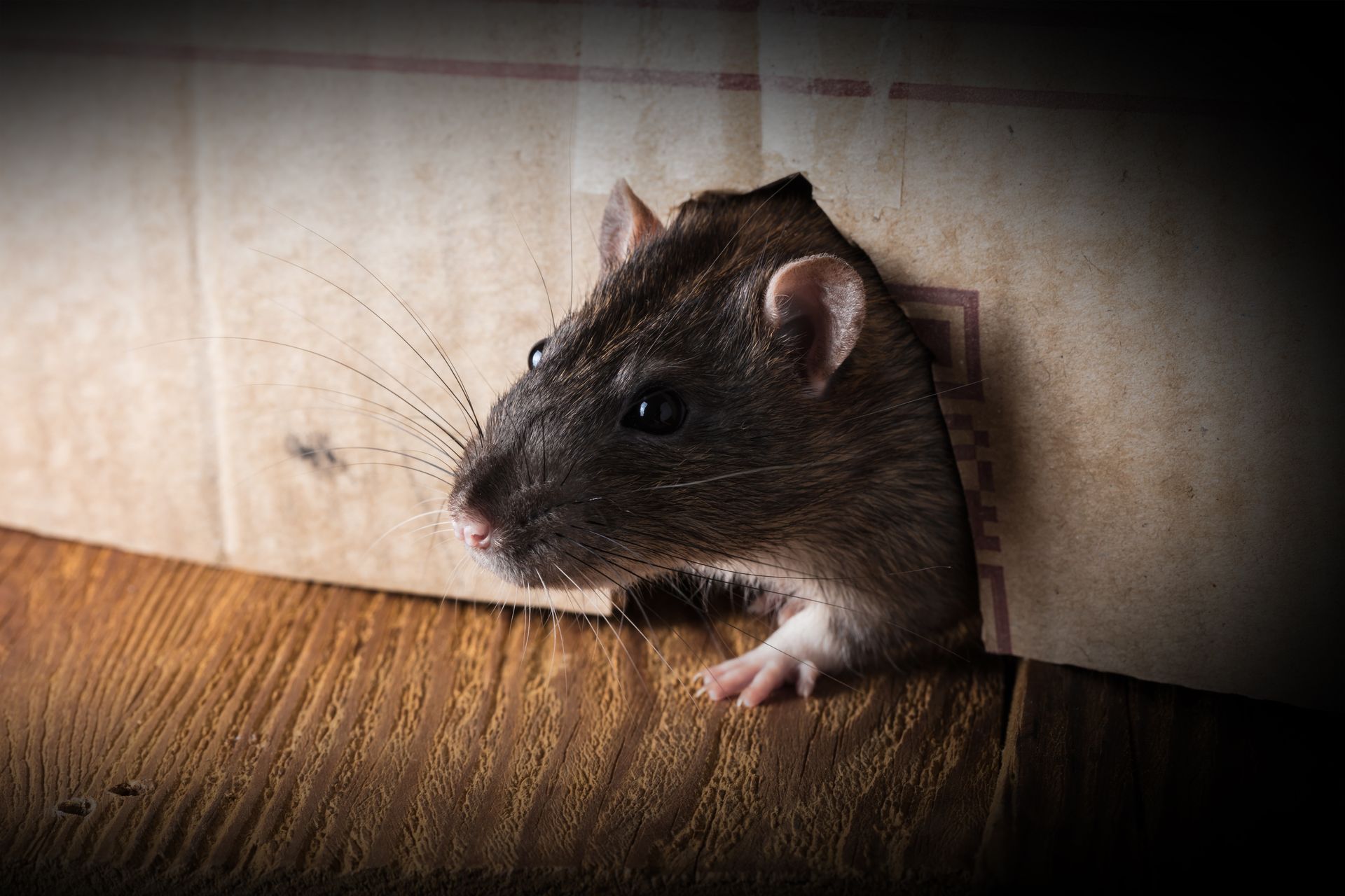 Souris brune regardant par une fente dans un mur sur un plancher en bois.