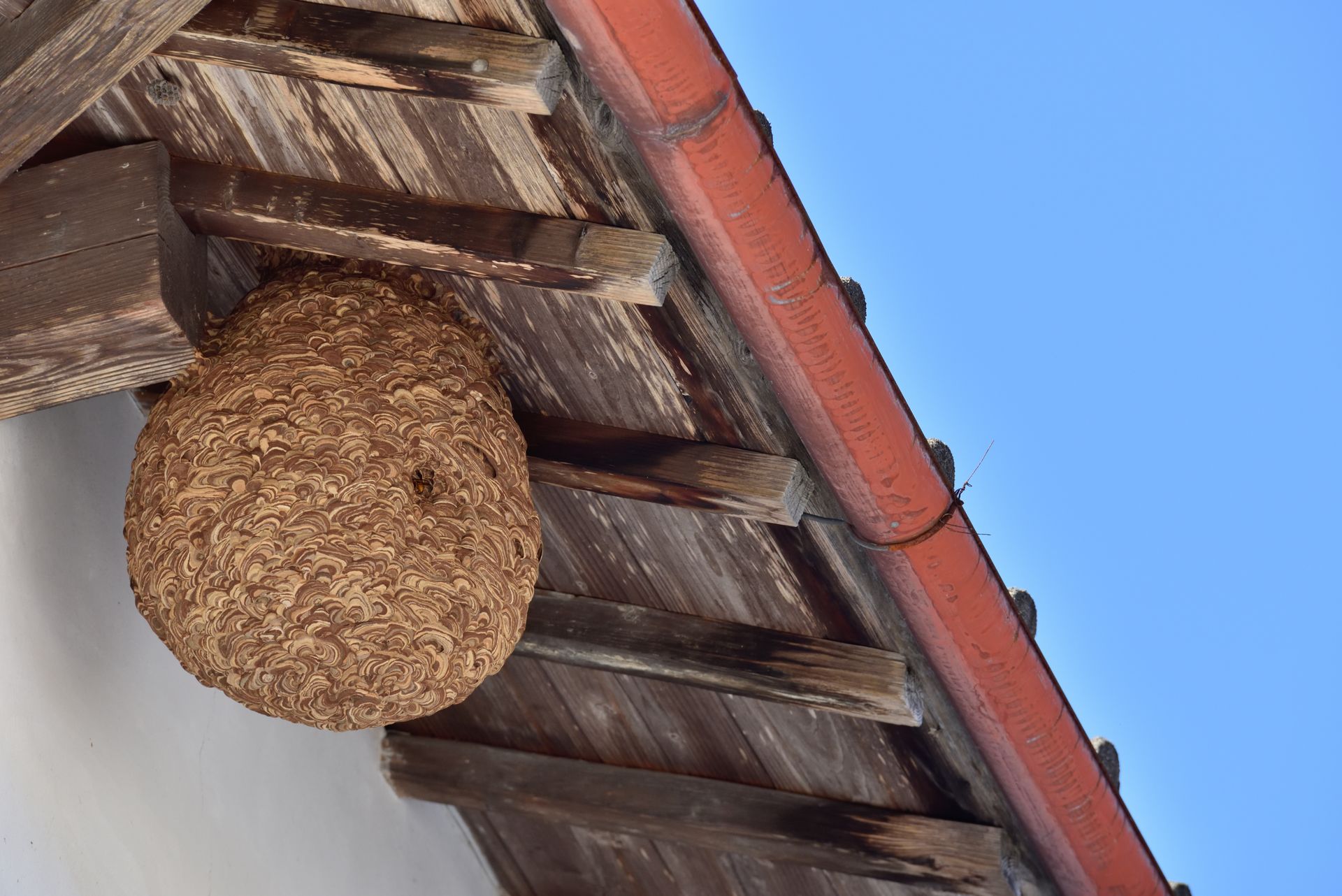 Nid de guêpes suspendu sous un avant-toit en bois.
