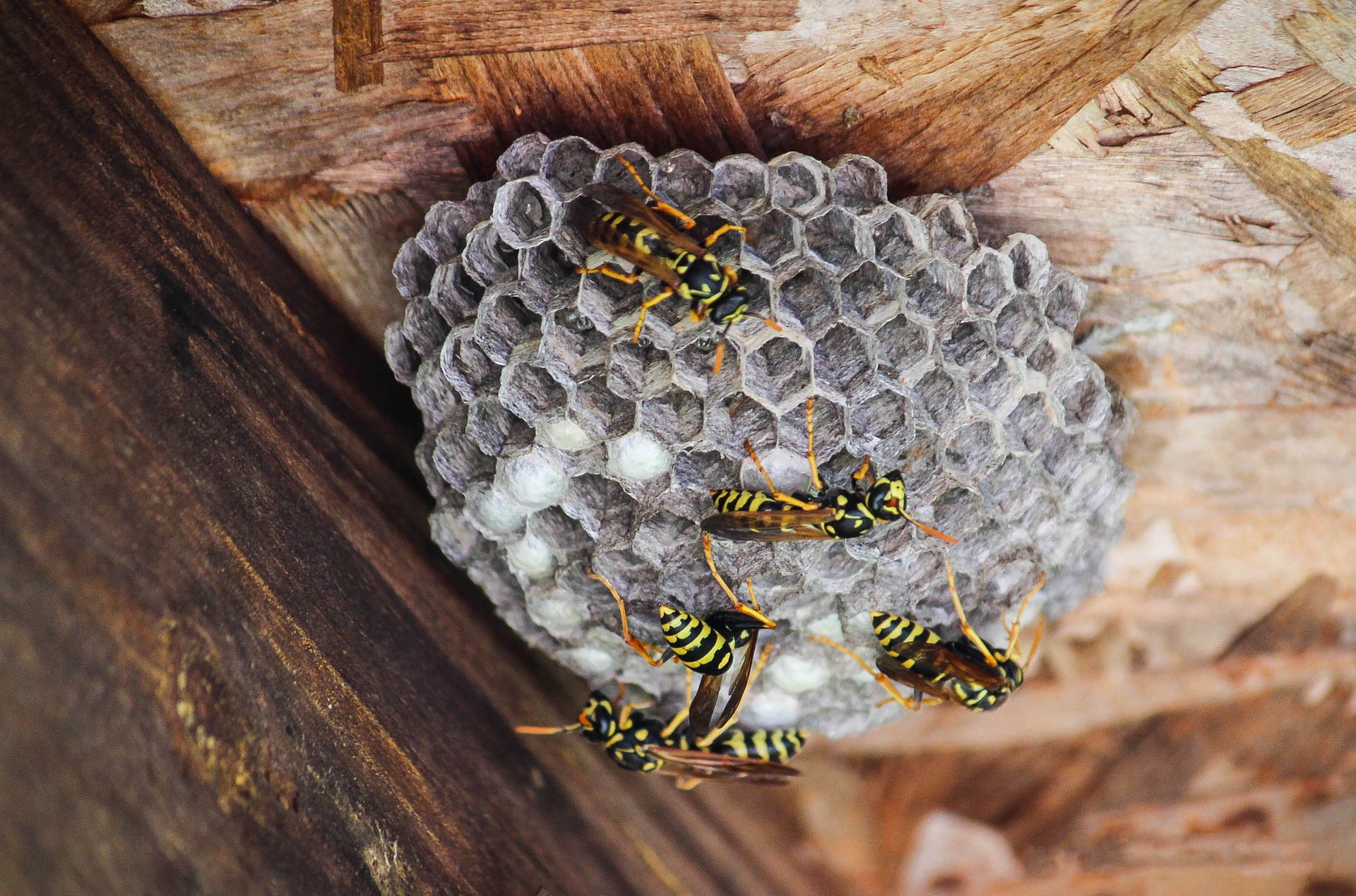 Nid de guêpes avec plusieurs guêpes jaunes et noires sur une surface en bois.
