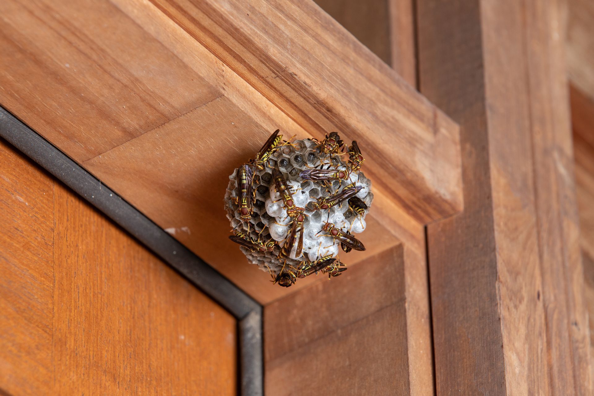 Nid de guêpes fixé au cadre en bois d'une porte.