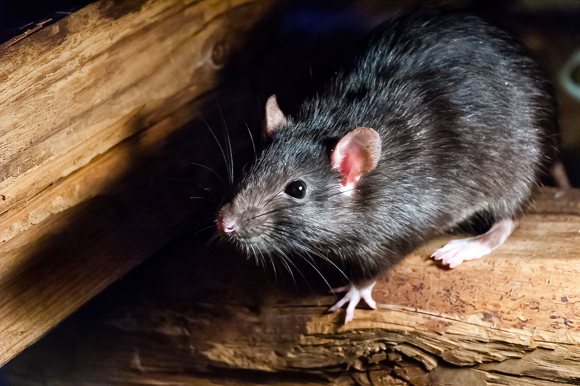 Rat noir sur une poutre en bois, regardant depuis une crevasse sombre.