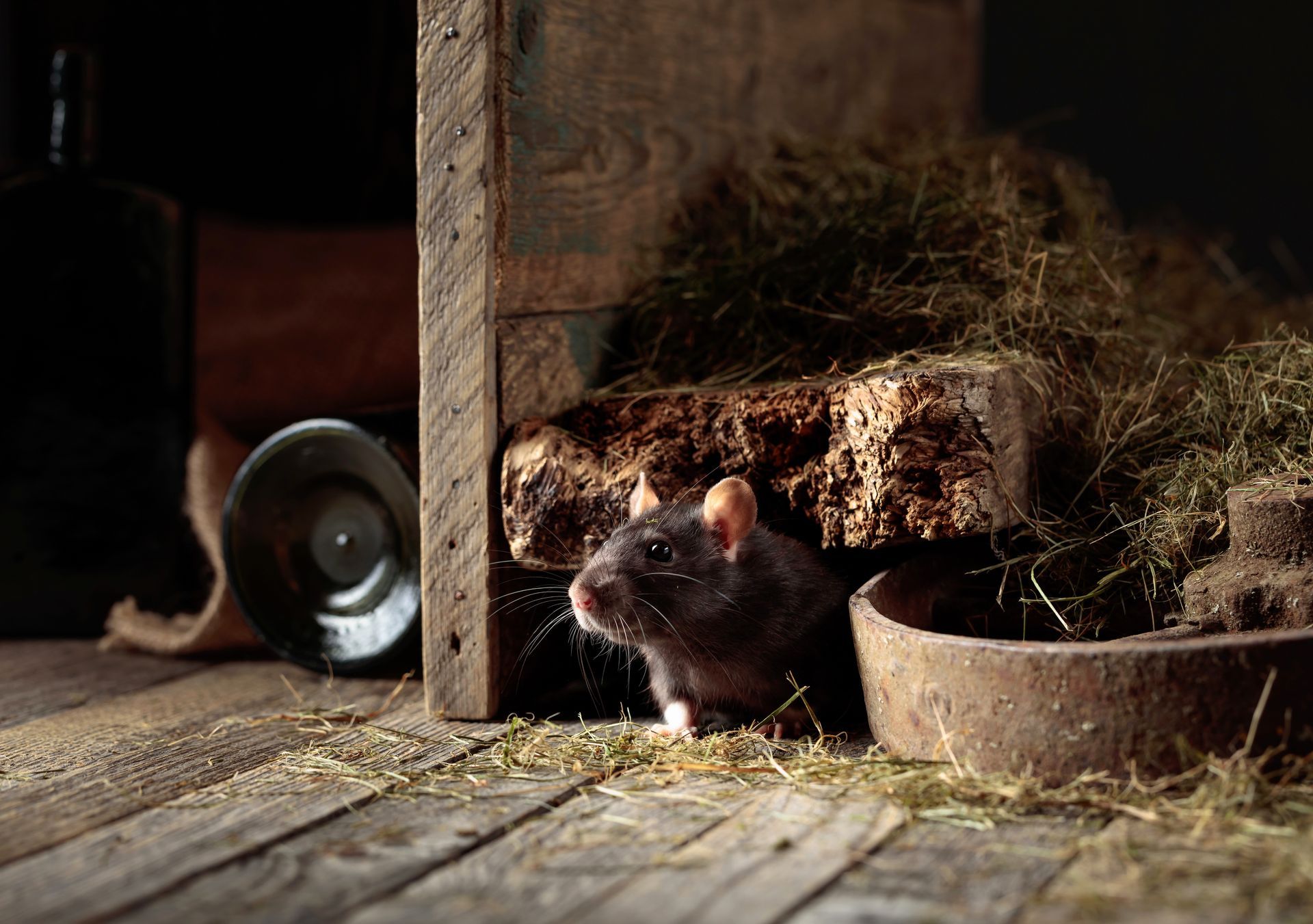 Petite souris brune à côté d'une botte de foin et d'une gamelle dans une grange rustique en bois.