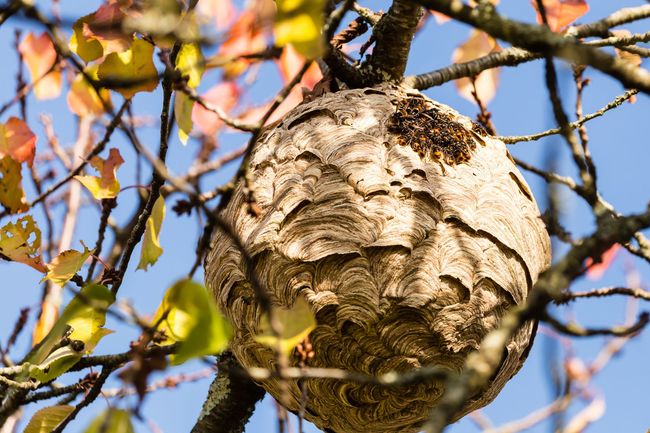 Un grand nid de guêpes est suspendu à un arbre parmi les feuilles d'automne, sur fond de ciel bleu.