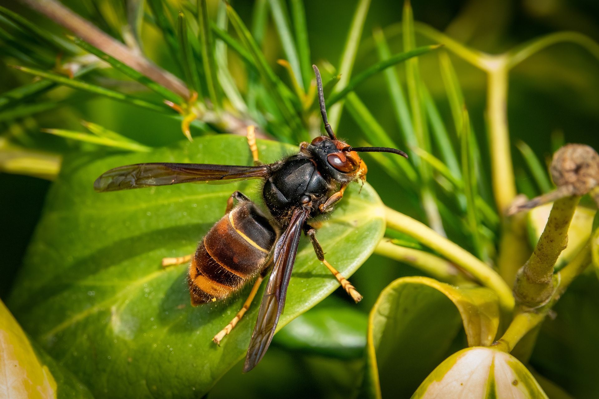 Gros plan d'une guêpe sur une feuille verte parmi les brins d'herbe.