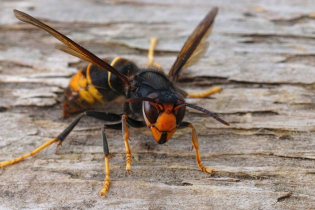 Gros plan d'un frelon sur du bois altéré, avec des marques noires, orange et jaunes.
