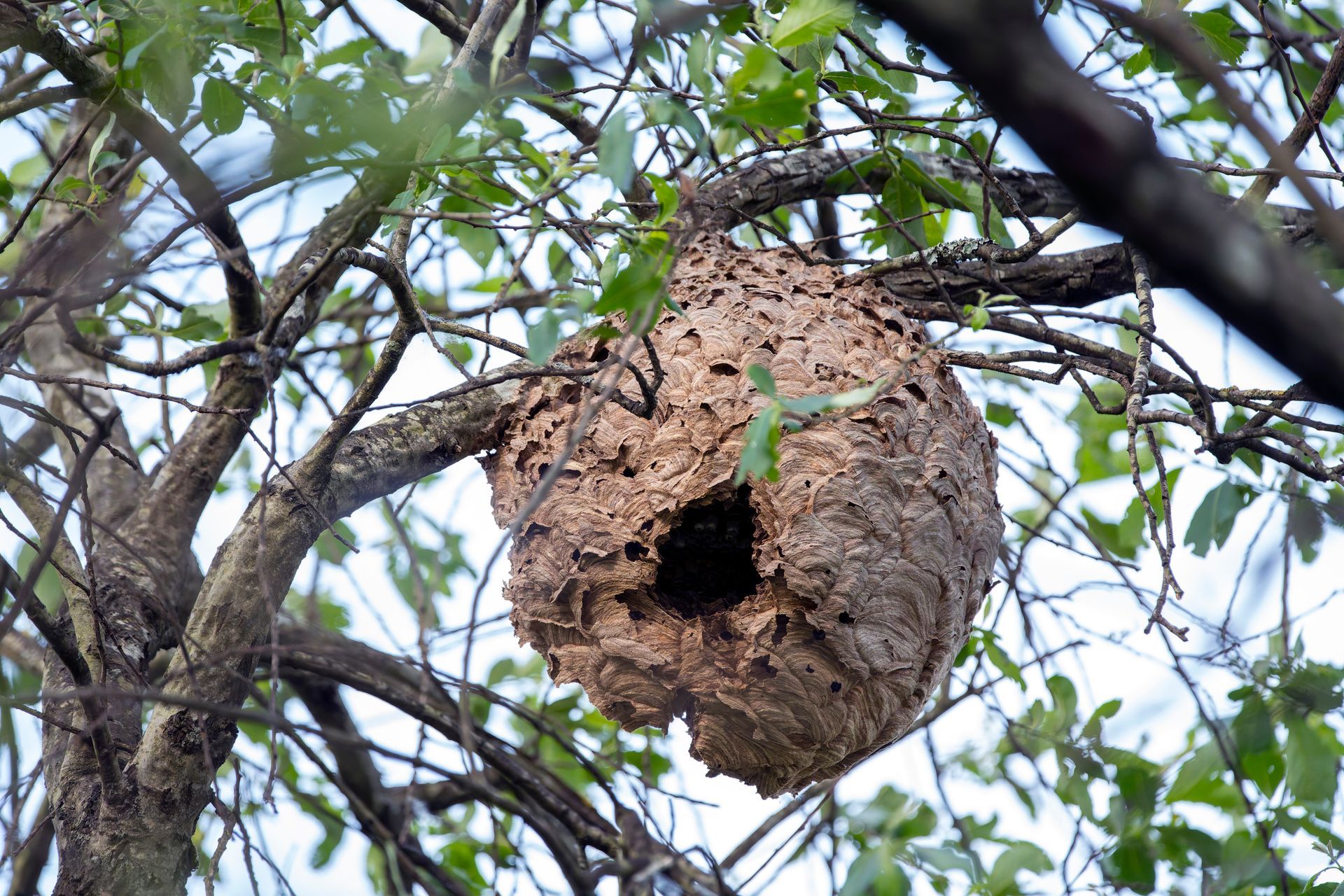 Grand nid de frelons suspendu dans un arbre parmi les branches et les feuilles.