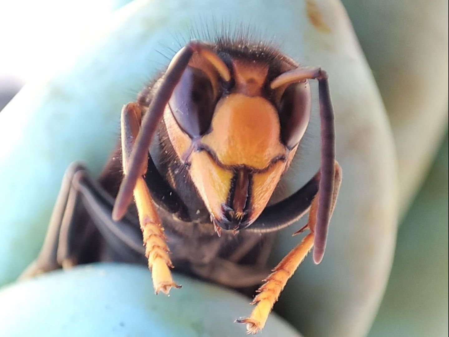 Gros plan d'une guêpe jaune et noire aux ailes repliées sur une surface bleu pâle