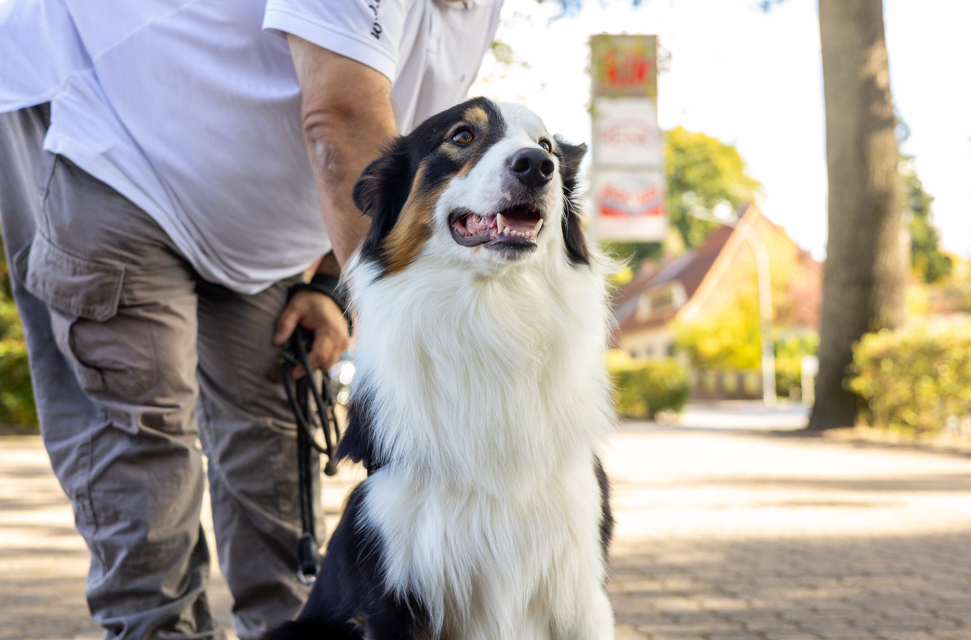 Fahrschulhund Bo