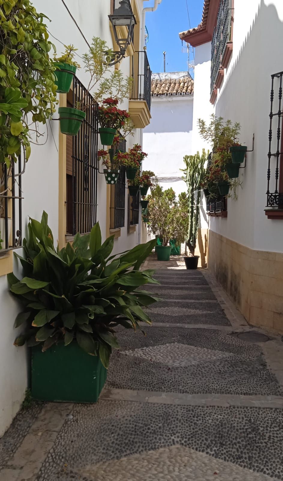 Estrecho callejón adoquinado con edificios blancos y plantas en macetas en Córdoba, España.