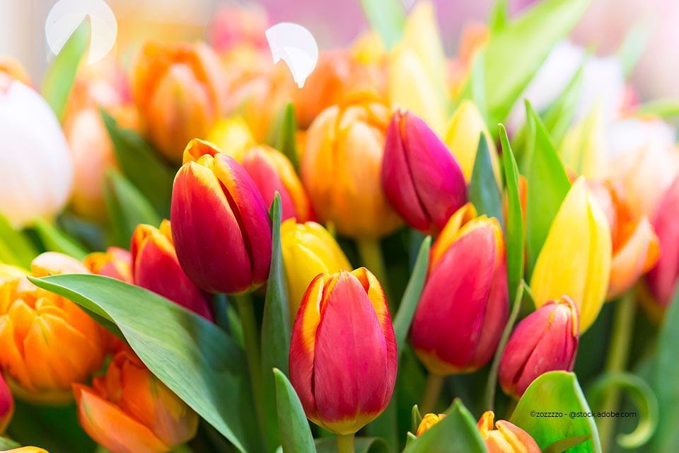 Bund Tulpen