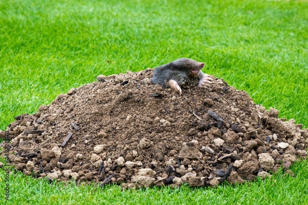 Vers la page Taupier