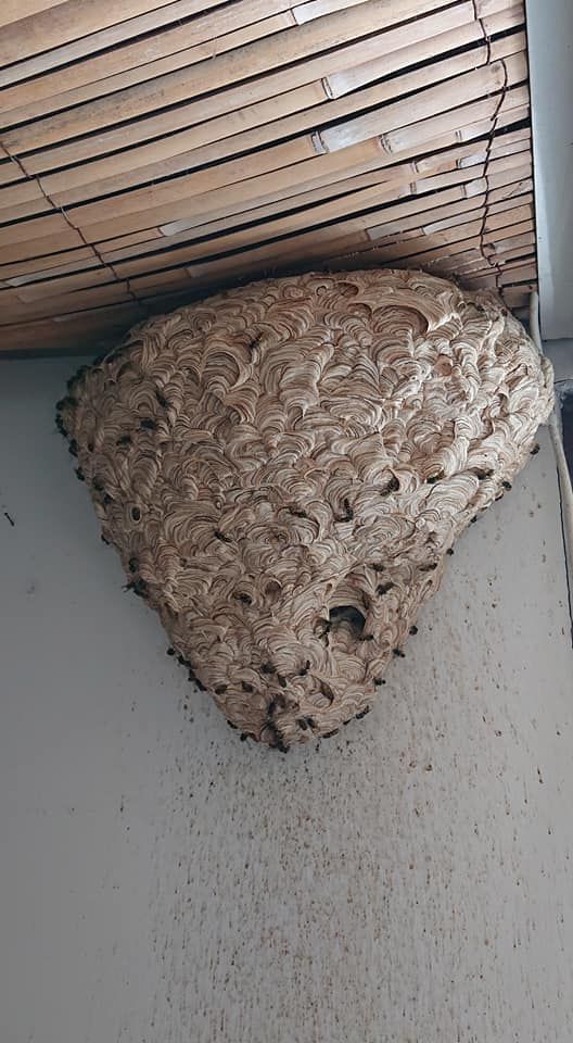 Gros nid de guêpes fixé à un mur, sous un store en bambou.