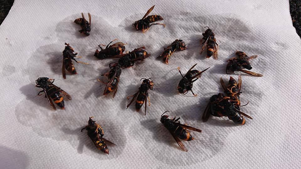 Des guêpes mortes jonchent une serviette en papier blanche. Certaines présentent des marques jaunes et noires.