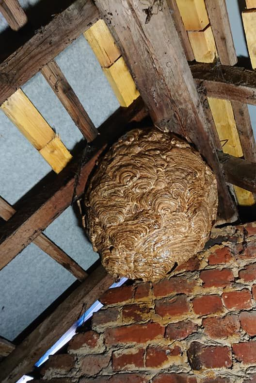 Gros nid de guêpes fixé à des poutres en bois et à un mur de briques.