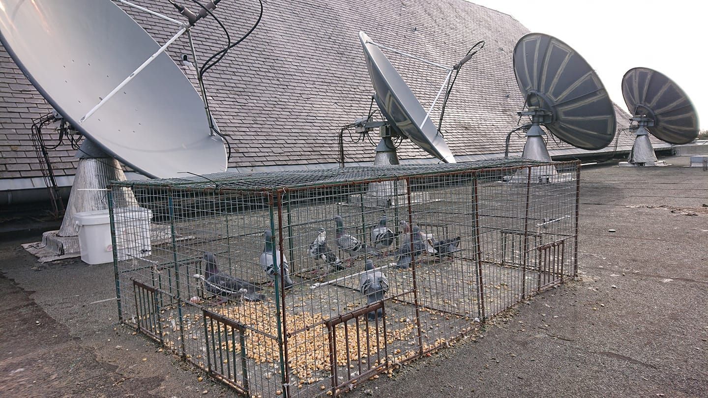 Des pigeons dans une cage sur un toit avec plusieurs antennes paraboliques et un mur texturé.
