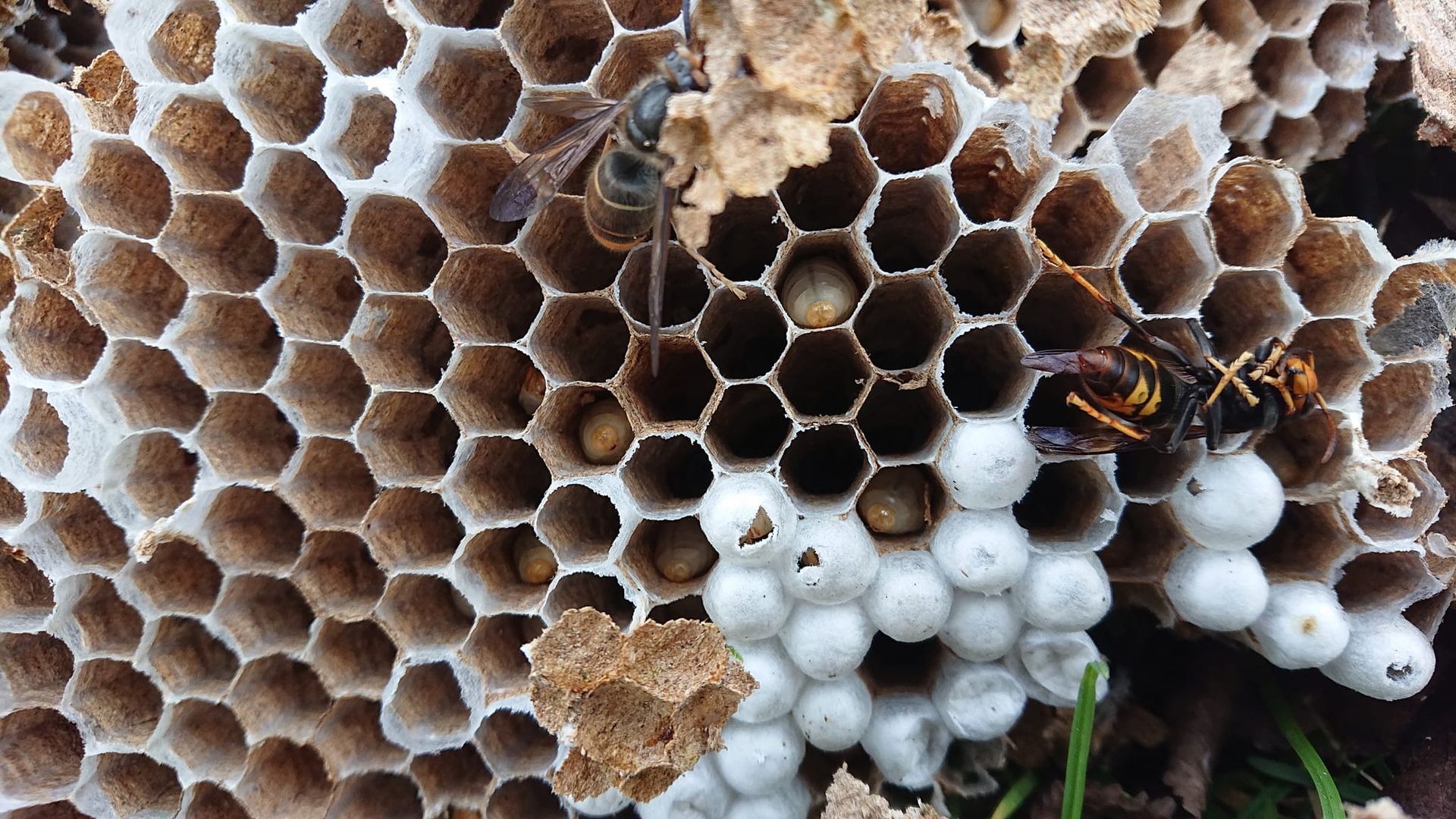 Nid de guêpes en forme de nid d'abeille avec des guêpes ; certaines guêpes sont visibles à l'intérieur et autour des cellules.