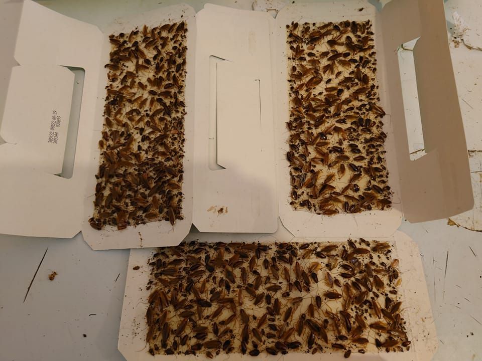 Pièges collants recouverts de cafards morts sur une surface blanche.