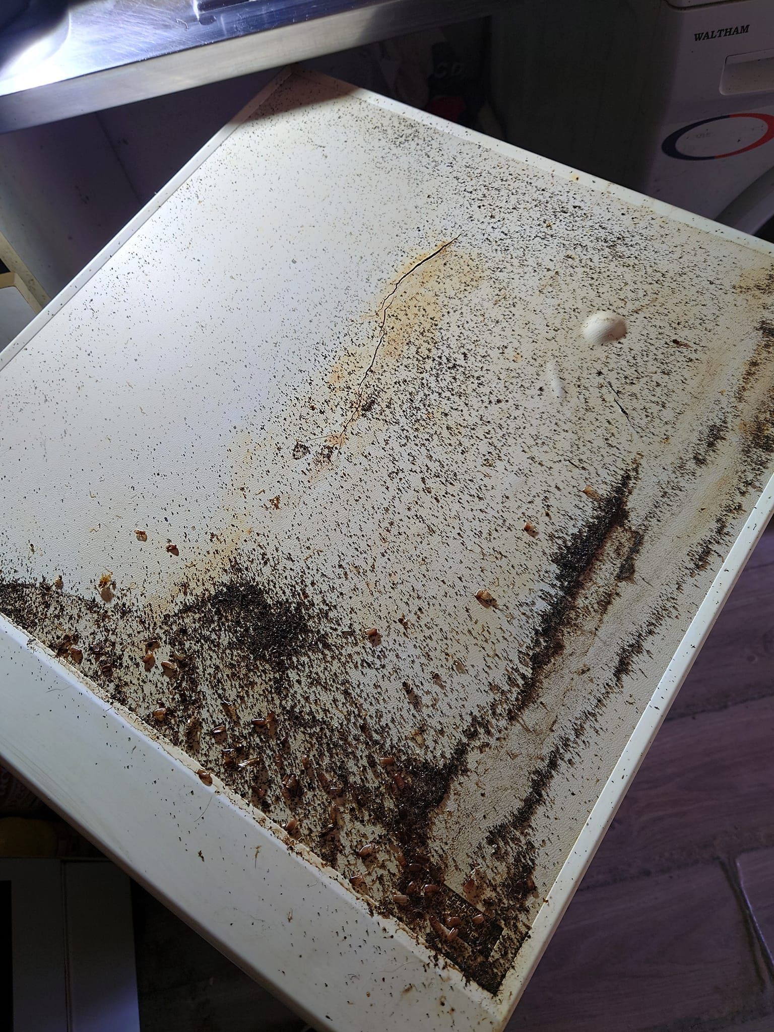 Surface blanche recouverte de taches brun foncé et de décoloration et de moisissures.