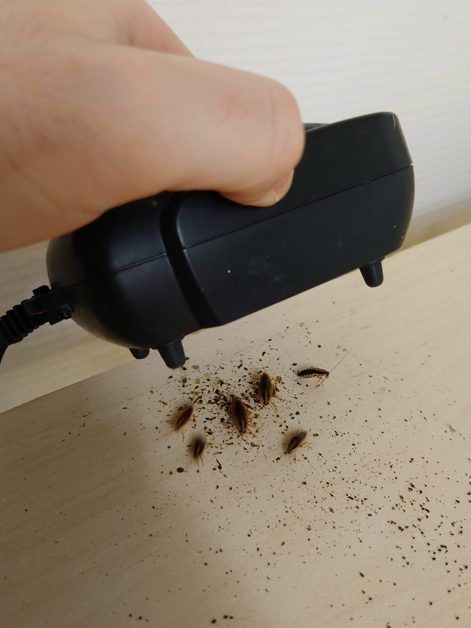 Main tenant un appareil noir mettant en lumière des petits insectes et des débris sur une surface en bois clair.