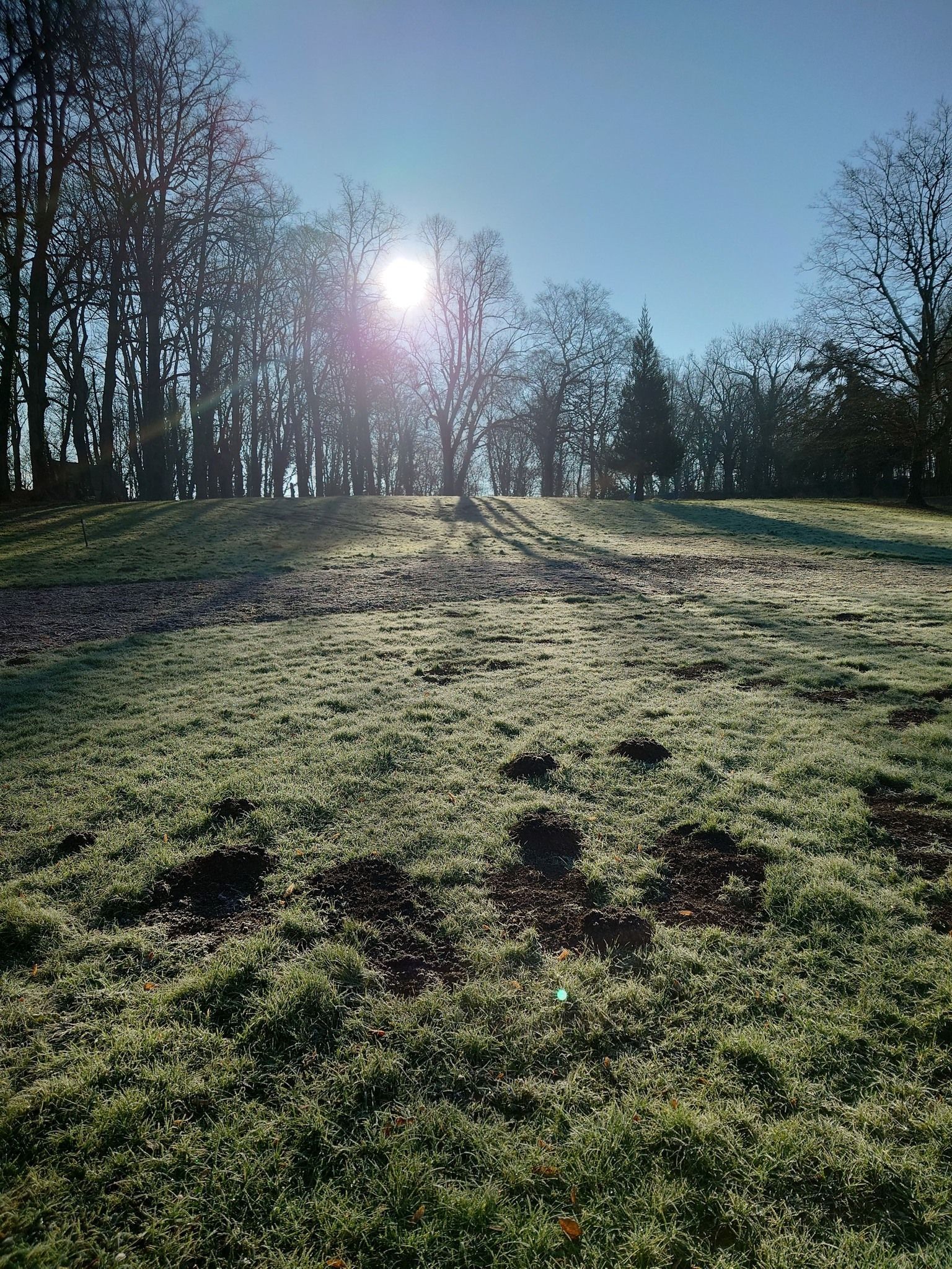 Le soleil brille à travers les arbres sur une colline herbeuse ; une journée lumineuse et claire.