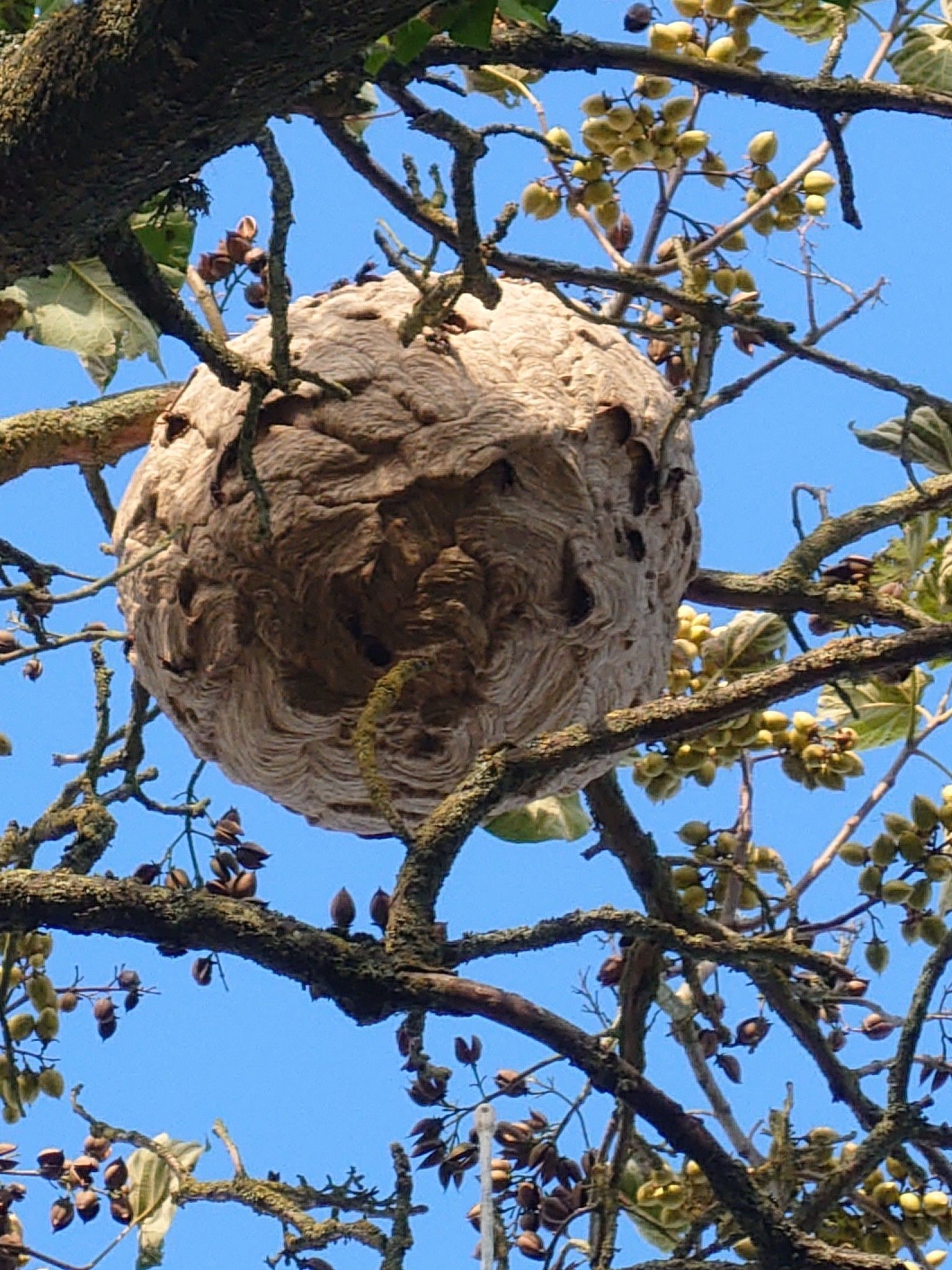 Gros nid de guêpes rond suspendu à un arbre, sur fond de ciel bleu.
