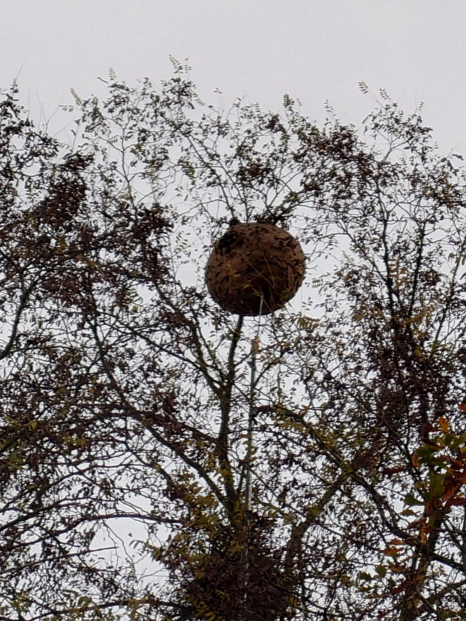 Un nid de guêpes rond suspendu à un arbre sur fond de ciel nuageux.