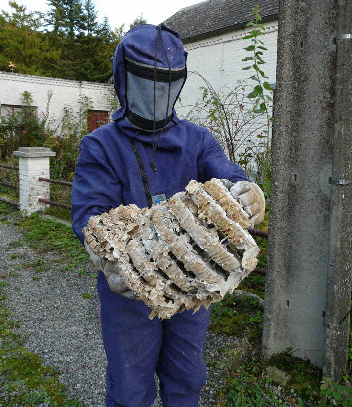 Personne en combinaison de protection tenant à l'extérieur un nid de frelons volumineux, friable et strié.