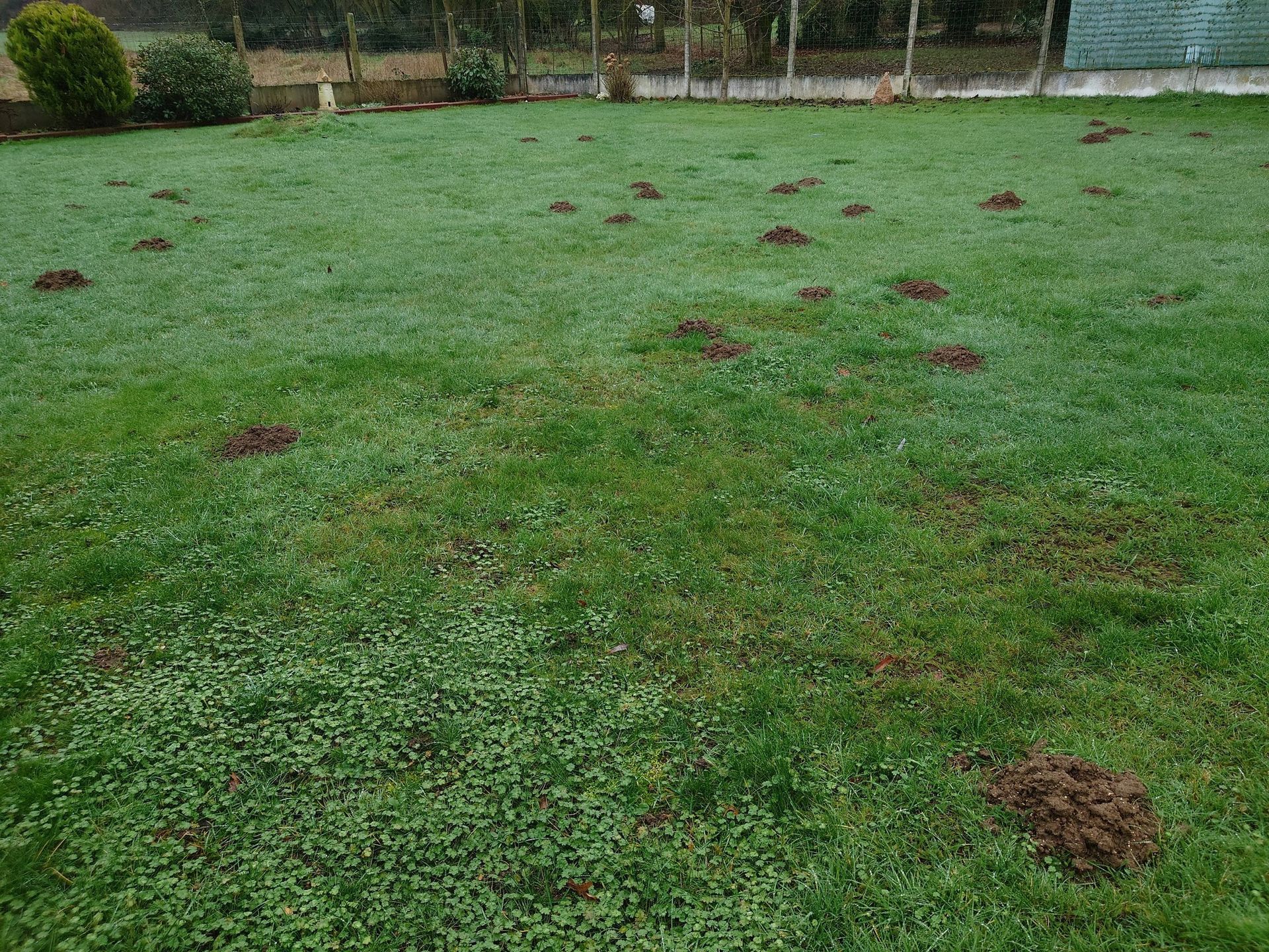 Pelouse parsemée de taupinières, de touffes d'herbe verte et de trèfle. Une clôture et des buissons se dressent à l'arrière-plan.