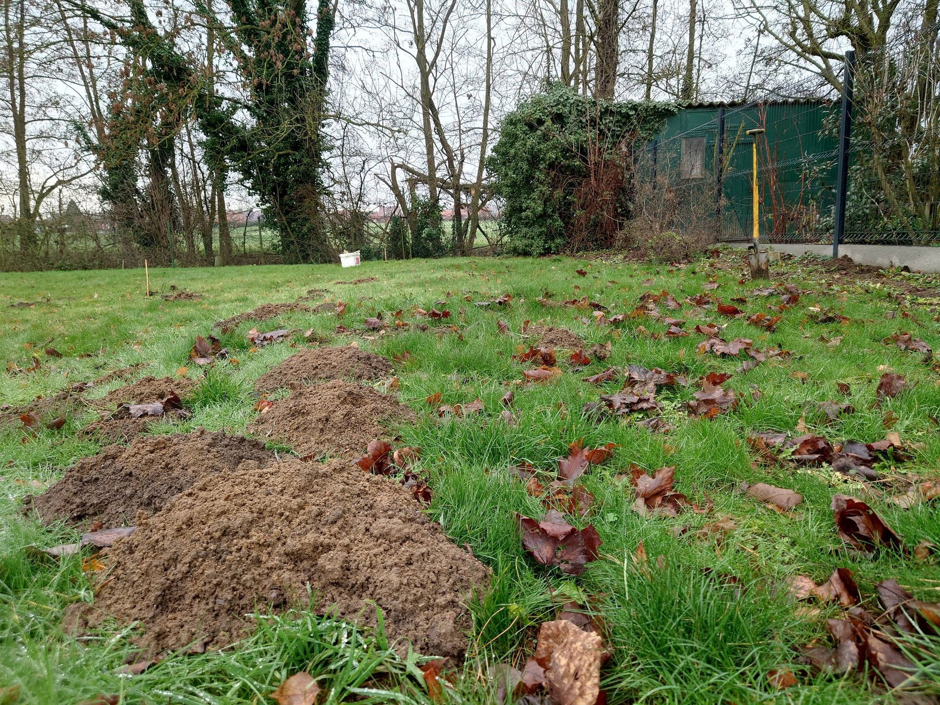 Pelouse parsemée de taupinières, de tas de terre brune sur l'herbe verte et de quelques feuilles mortes. À l'arrière-plan, on aperçoit des arbres et une clôture verte.