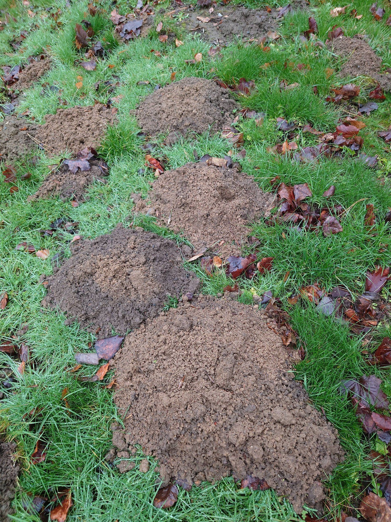 Des taupinières sur une pelouse verte, des monticules de terre brune.