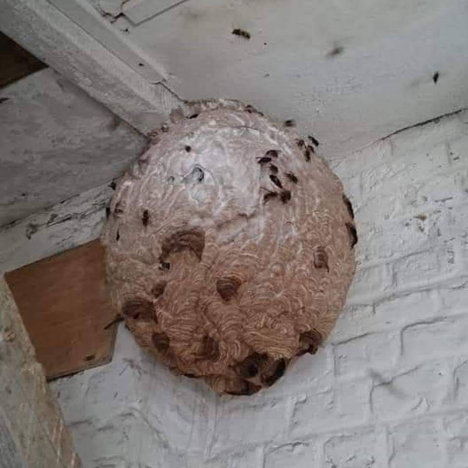 Gros nid de guêpes fixé à un mur et un plafond en briques blanches. De nombreuses guêpes sont visibles sur le nid.