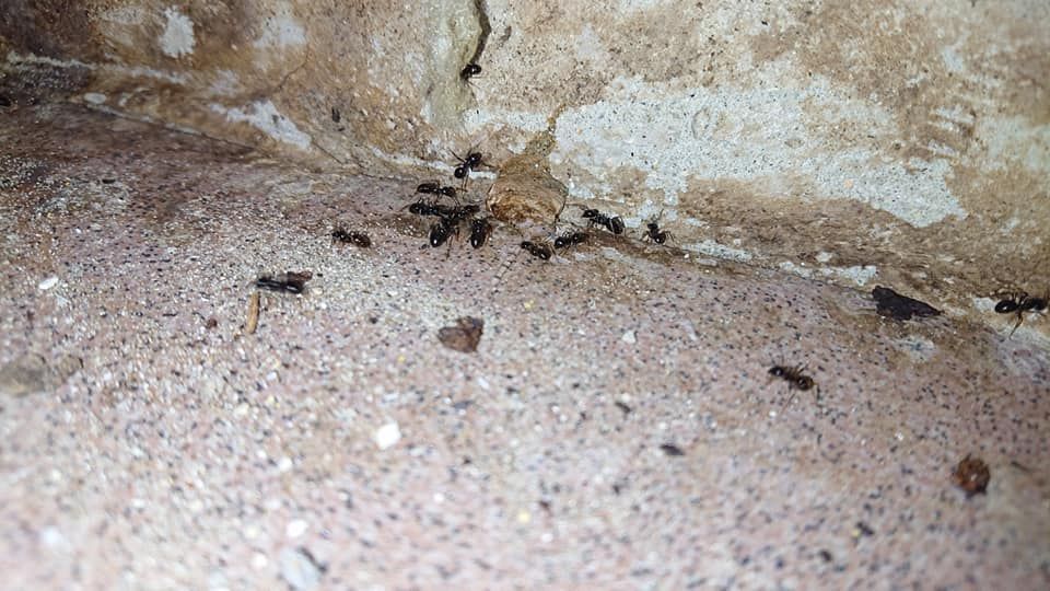 Un groupe de petites fourmis sombres rampant sur une surface texturée de couleur claire, près d'un mur fissuré.