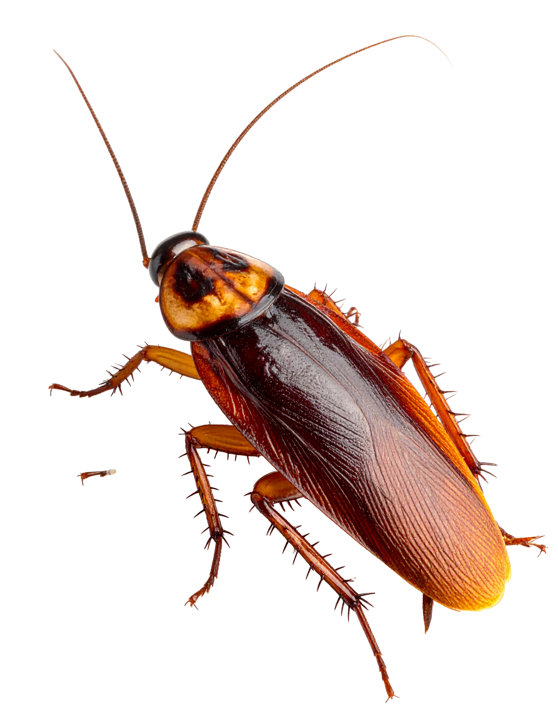 Blatte brune à longues antennes.